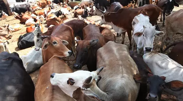 دکشن کنڑا میں مویشیوں کے غیر قانونی ذبیحہ کے خلاف کڑی کارروائی - پولیس نے ضبط کر لیں تین جائیدادیں